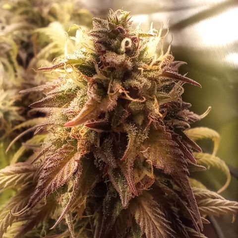 Marisoles. Og Kush, Sweetberry, Pinneapple Punch, Wedding Cake growlog timeline photo