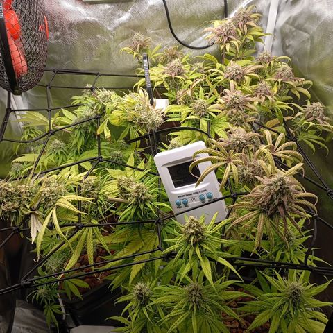 Marisoles. Og Kush, Sweetberry, Pinneapple Punch, Wedding Cake growlog timeline photo