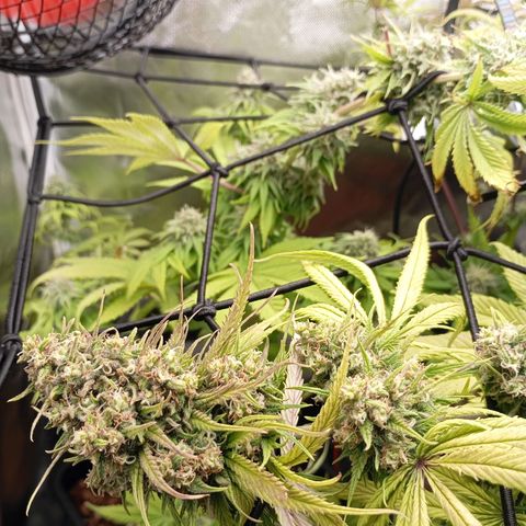 Marisoles. Og Kush, Sweetberry, Pinneapple Punch, Wedding Cake growlog timeline photo