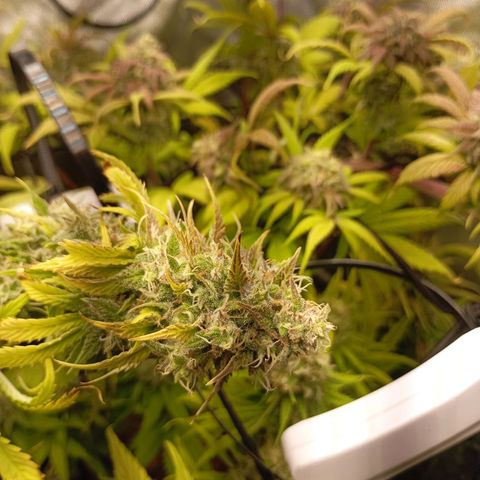 Marisoles. Og Kush, Sweetberry, Pinneapple Punch, Wedding Cake growlog timeline photo
