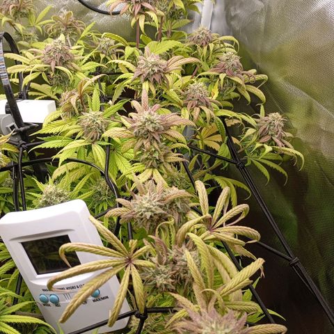 Marisoles. Og Kush, Sweetberry, Pinneapple Punch, Wedding Cake growlog timeline photo
