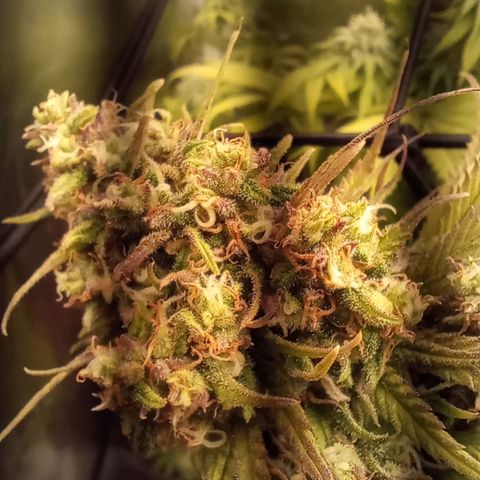 Marisoles. Og Kush, Sweetberry, Pinneapple Punch, Wedding Cake growlog timeline photo