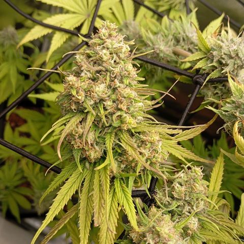 Marisoles. Og Kush, Sweetberry, Pinneapple Punch, Wedding Cake growlog timeline photo