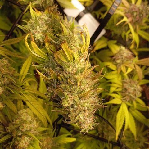 Marisoles. Og Kush, Sweetberry, Pinneapple Punch, Wedding Cake growlog timeline photo