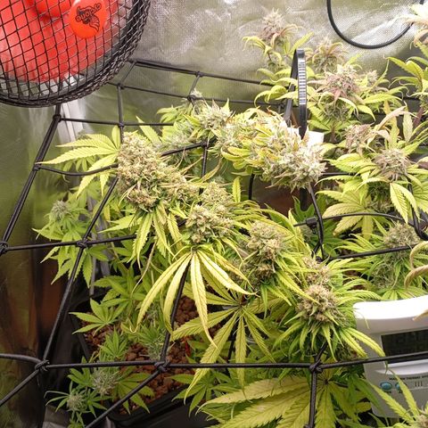 Marisoles. Og Kush, Sweetberry, Pinneapple Punch, Wedding Cake growlog timeline photo
