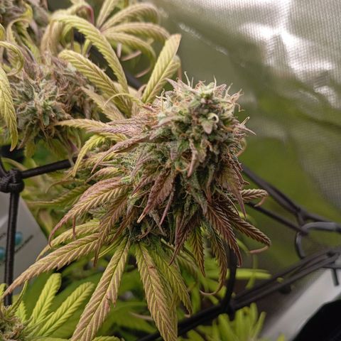Marisoles. Og Kush, Sweetberry, Pinneapple Punch, Wedding Cake growlog timeline photo