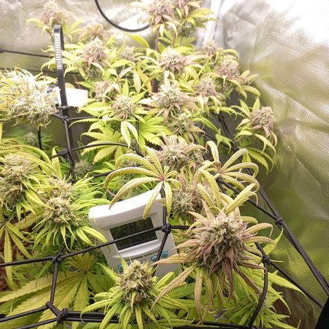 Marisoles. Og Kush, Sweetberry, Pinneapple Punch, Wedding Cake growlog timeline photo