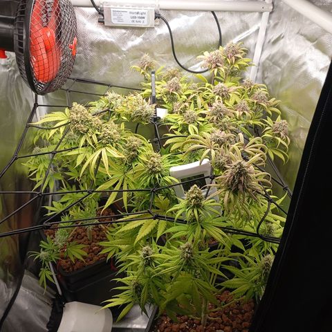 Marisoles. Og Kush, Sweetberry, Pinneapple Punch, Wedding Cake growlog timeline photo