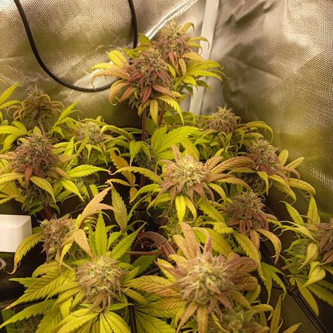 Marisoles. Og Kush, Sweetberry, Pinneapple Punch, Wedding Cake growlog timeline photo