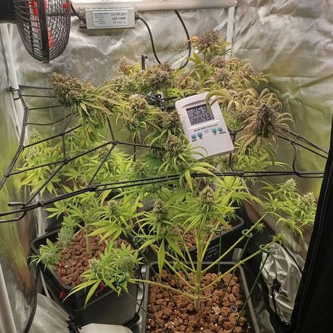 Marisoles. Og Kush, Sweetberry, Pinneapple Punch, Wedding Cake growlog timeline photo