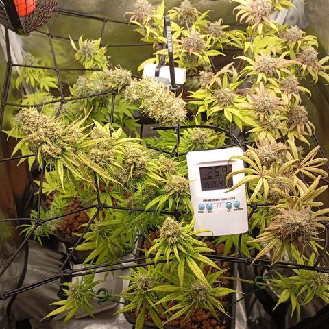 Marisoles. Og Kush, Sweetberry, Pinneapple Punch, Wedding Cake growlog timeline photo