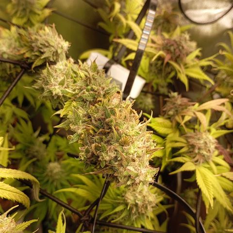 Marisoles. Og Kush, Sweetberry, Pinneapple Punch, Wedding Cake growlog timeline photo