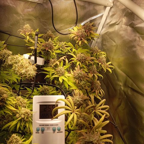 Marisoles. Og Kush, Sweetberry, Pinneapple Punch, Wedding Cake growlog timeline photo