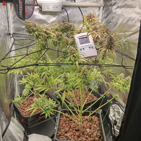 Marisoles. Og Kush, Sweetberry, Pinneapple Punch, Wedding Cake growlog timeline photo