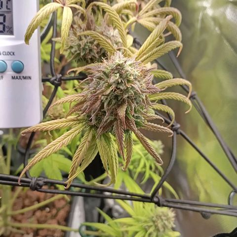 Marisoles. Og Kush, Sweetberry, Pinneapple Punch, Wedding Cake growlog timeline photo