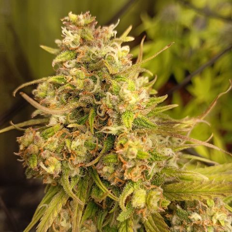 Marisoles. Og Kush, Sweetberry, Pinneapple Punch, Wedding Cake growlog timeline photo