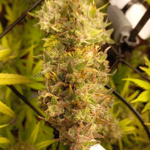 Marisoles. Og Kush, Sweetberry, Pinneapple Punch, Wedding Cake growlog timeline photo