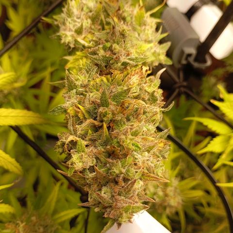 Marisoles. Og Kush, Sweetberry, Pinneapple Punch, Wedding Cake growlog timeline photo