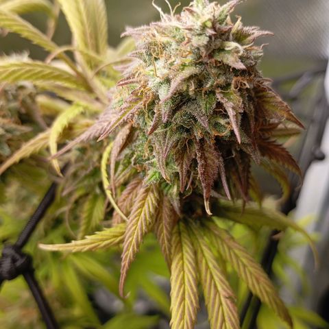 Marisoles. Og Kush, Sweetberry, Pinneapple Punch, Wedding Cake growlog timeline photo