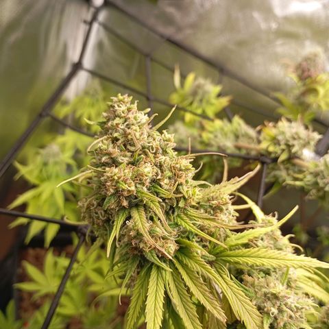 Marisoles. Og Kush, Sweetberry, Pinneapple Punch, Wedding Cake growlog timeline photo