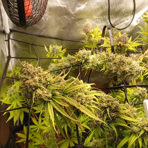 Marisoles. Og Kush, Sweetberry, Pinneapple Punch, Wedding Cake growlog timeline photo