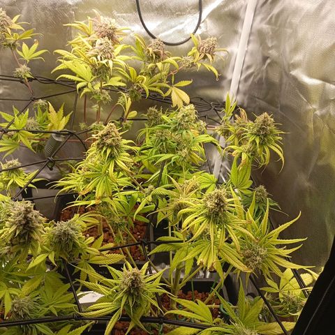 Marisoles. Og Kush, Sweetberry, Pinneapple Punch, Wedding Cake growlog timeline photo