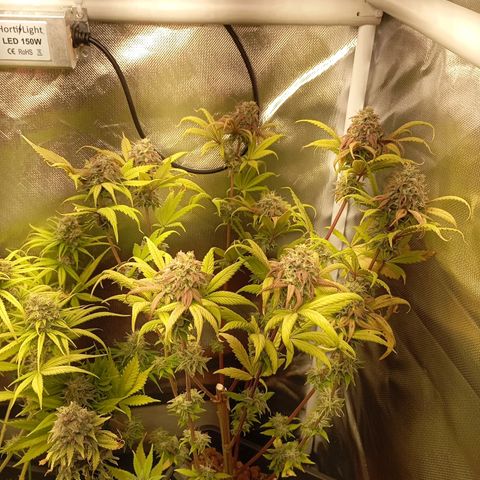 Marisoles. Og Kush, Sweetberry, Pinneapple Punch, Wedding Cake growlog timeline photo