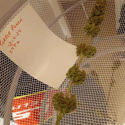 Marisoles. Og Kush, Sweetberry, Pinneapple Punch, Wedding Cake growlog timeline photo