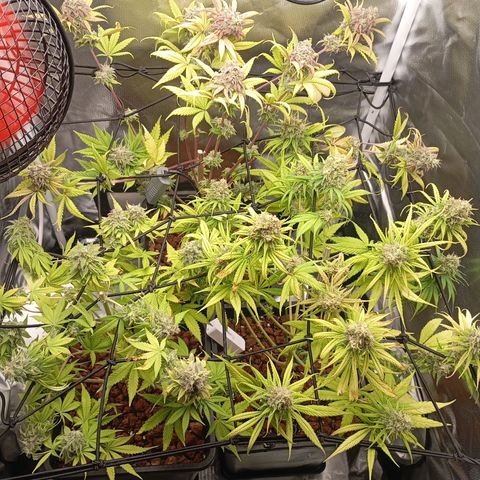 Marisoles. Og Kush, Sweetberry, Pinneapple Punch, Wedding Cake growlog timeline photo