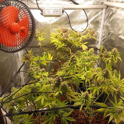 Marisoles. Og Kush, Sweetberry, Pinneapple Punch, Wedding Cake growlog timeline photo