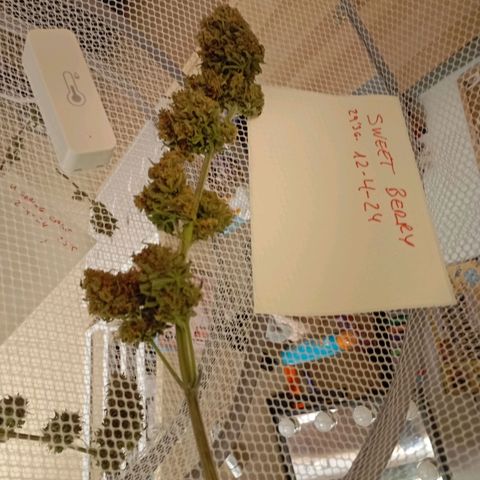 Marisoles. Og Kush, Sweetberry, Pinneapple Punch, Wedding Cake growlog timeline photo