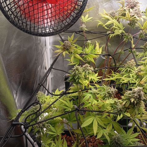 Marisoles. Og Kush, Sweetberry, Pinneapple Punch, Wedding Cake growlog timeline photo