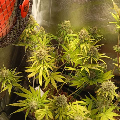 Marisoles. Og Kush, Sweetberry, Pinneapple Punch, Wedding Cake growlog timeline photo