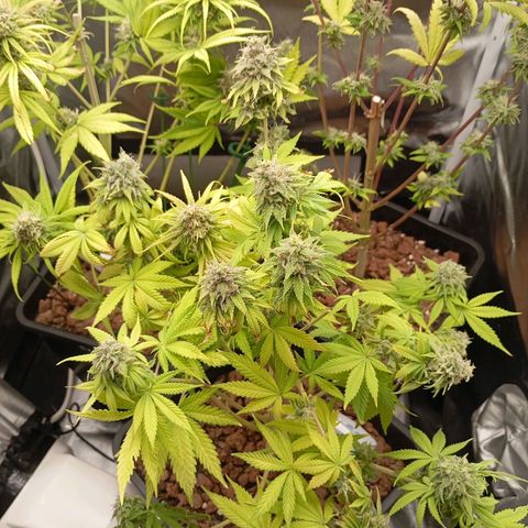 Marisoles. Og Kush, Sweetberry, Pinneapple Punch, Wedding Cake growlog timeline photo