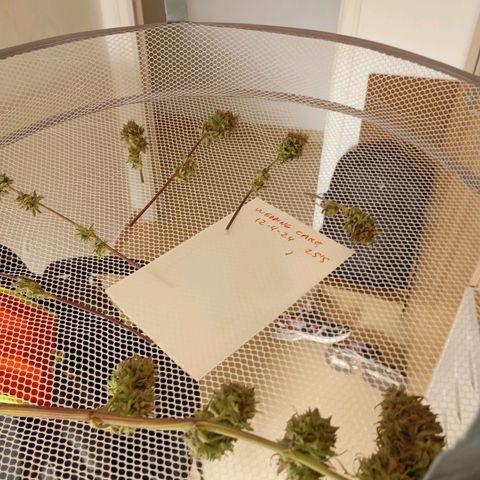 Marisoles. Og Kush, Sweetberry, Pinneapple Punch, Wedding Cake growlog timeline photo
