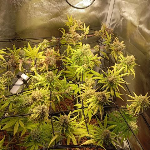 Marisoles. Og Kush, Sweetberry, Pinneapple Punch, Wedding Cake growlog timeline photo