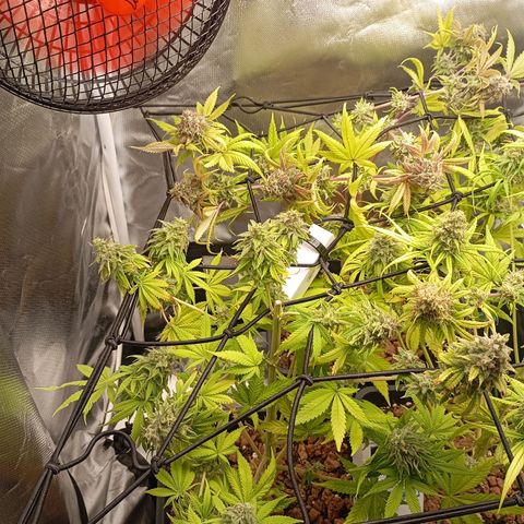 Marisoles. Og Kush, Sweetberry, Pinneapple Punch, Wedding Cake growlog timeline photo