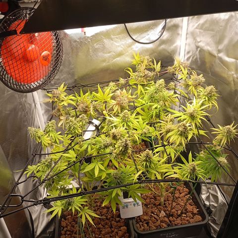 Marisoles. Og Kush, Sweetberry, Pinneapple Punch, Wedding Cake growlog timeline photo