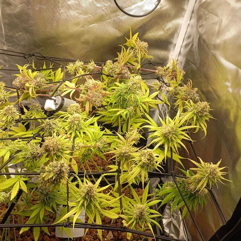 Marisoles. Og Kush, Sweetberry, Pinneapple Punch, Wedding Cake growlog timeline photo
