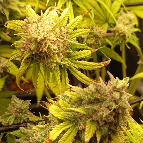 Marisoles. Og Kush, Sweetberry, Pinneapple Punch, Wedding Cake growlog timeline photo