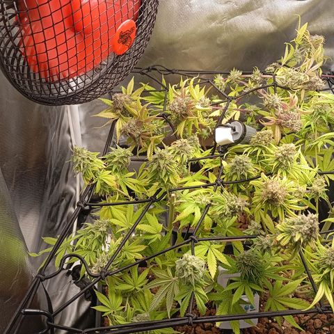 Marisoles. Og Kush, Sweetberry, Pinneapple Punch, Wedding Cake growlog timeline photo