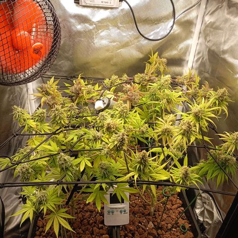 Marisoles. Og Kush, Sweetberry, Pinneapple Punch, Wedding Cake growlog timeline photo