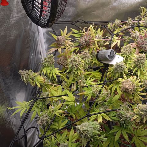 Marisoles. Og Kush, Sweetberry, Pinneapple Punch, Wedding Cake growlog timeline photo