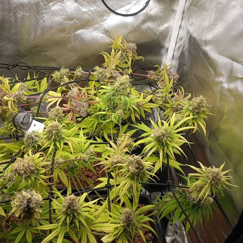 Marisoles. Og Kush, Sweetberry, Pinneapple Punch, Wedding Cake growlog timeline photo