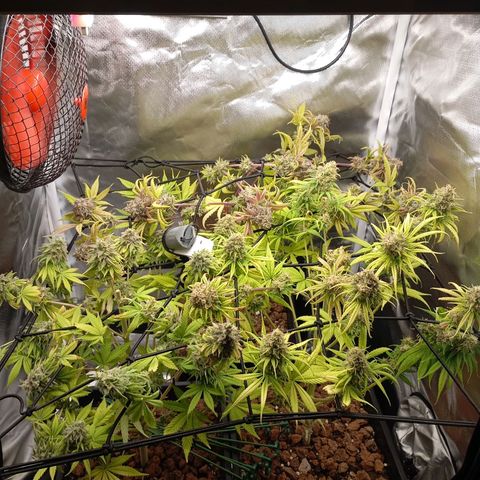 Marisoles. Og Kush, Sweetberry, Pinneapple Punch, Wedding Cake growlog timeline photo