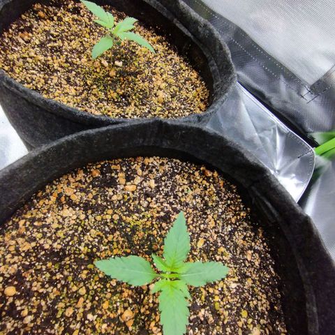 Banana Purple Punch Feminizada #2 growlog timeline photo