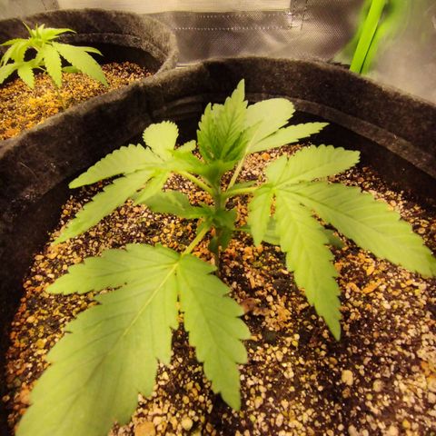 Banana Purple Punch Feminizada #2 growlog timeline photo