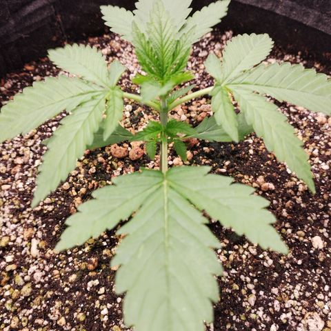 Banana Purple Punch Feminizada #2 growlog timeline photo