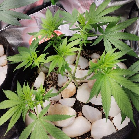 Banana Purple Punch Feminizada #2 growlog timeline photo