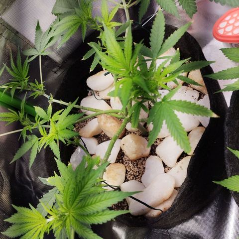 Banana Purple Punch Feminizada #2 growlog timeline photo